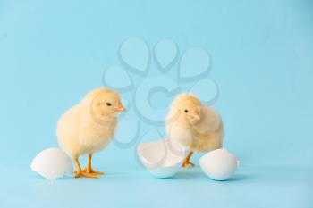 Cute hatched chicks on color background�