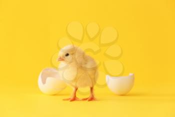 Cute hatched chick on color background�