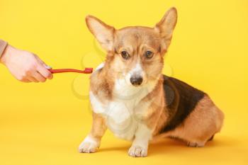 Owner brushing teeth of cute dog on color background�