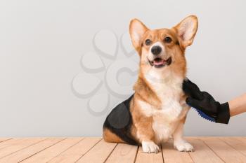 Woman brushing her dog with hair removing glove on light background�