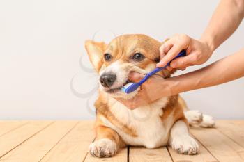 Owner brushing teeth of cute dog on light background�
