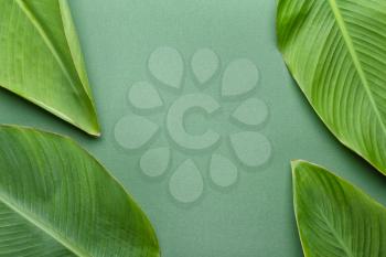 Green banana leaves on color background�