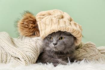 Cute cat with knitted hat under warm plaid on color background. Concept of heating season�
