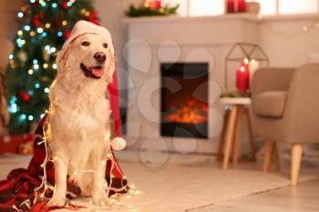 Cute dog at home on Christmas eve�