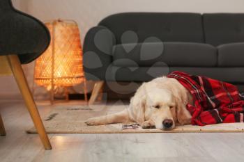 Cute dog covered with warm plaid at home. Concept of heating season�