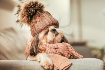 Cute dog in hat and with warm scarf at home. Concept of heating season�