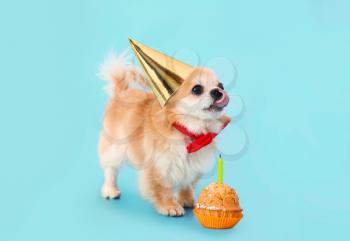 Cute chihuahua dog with birthday cake on color background�