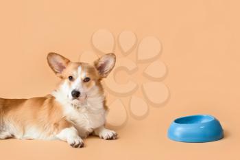 Cute dog and bowl with food on color background�