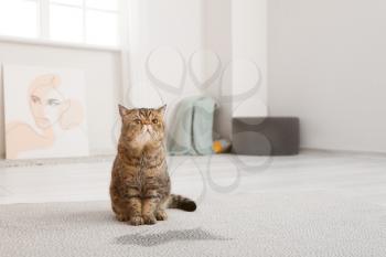 Cute cat near wet spot on carpet�