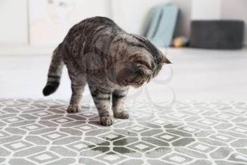Cute cat near wet spot on carpet�