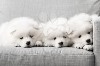 Cute Samoyed puppies on sofa at home�