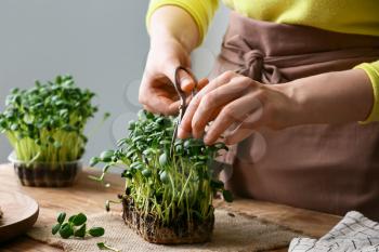 Woman cutting fresh micro green on table�