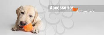 Text Accessories for happy pet and adorable labrador dog with ball on grey background�