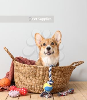 Cute dog in basket and with different pet accessories at home�