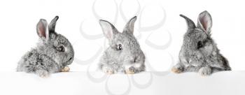 Cute fluffy rabbits with blank banner on white background�