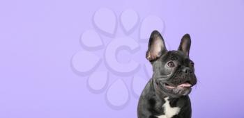 Cute funny dog on color background with space for text�