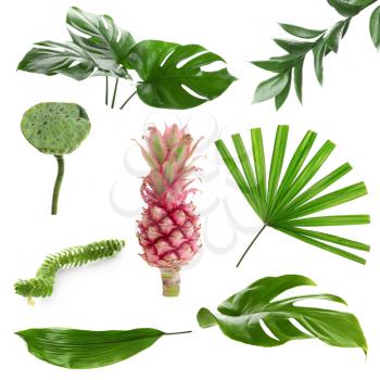 Different tropical plants on white background�