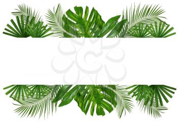 Composition with green tropical leaves on white background�