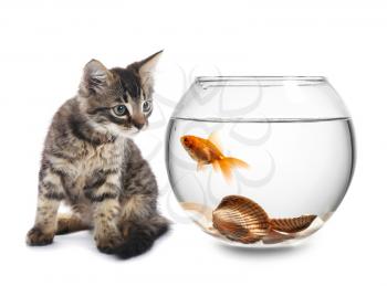 Cute kitten looking at fish in aquarium against white background�