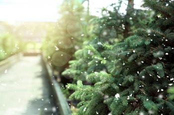 Beautiful coniferous trees for Christmas sale in greenhouse�