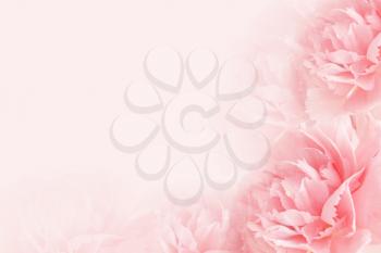 Beautiful carnation flowers on light color background�