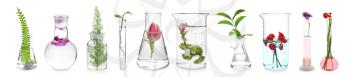 Laboratory glassware with plants and flowers on white background�