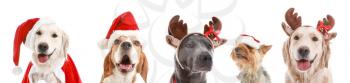 Cute dogs in Santa Claus hats and deer horns on white background�