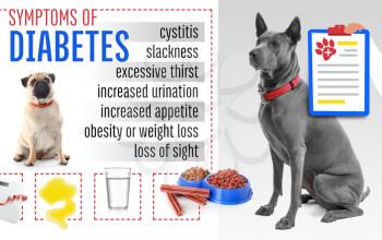 Cute dogs and symptoms of diabetes on white background�