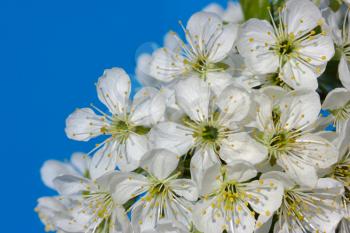 Royalty Free Photo of Cherry Blossoms