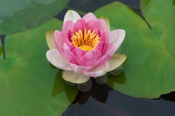 Royalty Free Photo of a Pink Water Lily