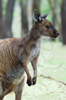 Image of an Australian kangaroo