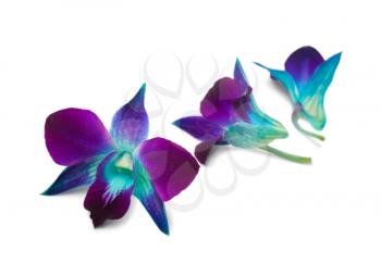 Deep purple orchid isolated on a white background.Shallow DOF 