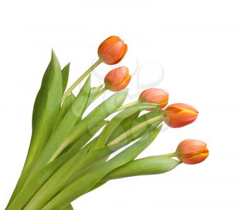 tulips

Beautiful orange tulips isolated on white background.Shallow focus