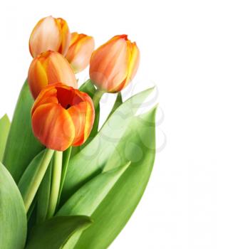 Beautiful orange tulips isolated on white background.Shallow focus