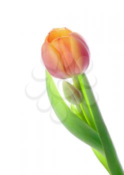 Beautiful tulip with bud isolated on white background