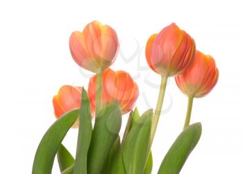 Beautiful orange tulips on white background