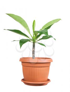 Frangipani as a house plant isolated on white background
