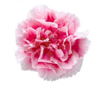 Beautiful pink carnation isolated on white background