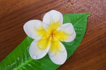 Frangipani Plumeria Spa Flower with Green Leaf on the wooden surface