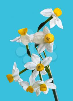 White Spring narcissus Flower Bunch Isolated on blue