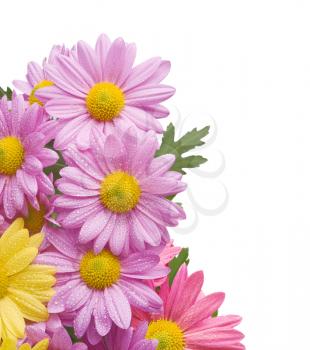 Colorful chrysanthemum bouquet flowers isolated on white background with water drops.Background added to achieve good composition.