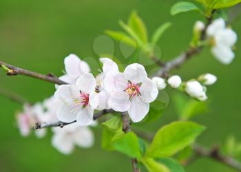 Beautiful blossoming branch of an apple-tree on a green background