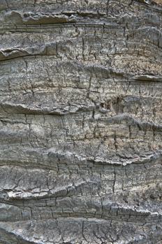 bark of a Canary Island Date Palm from Canary Islands