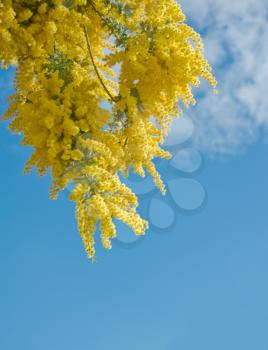 Australian Wattle blooms against the blue sky