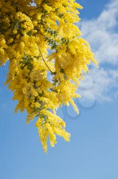 Australian Wattle blooms against the blue sky 