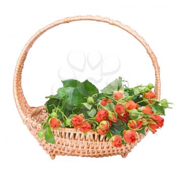 the basket of small red roses isolated on white  background