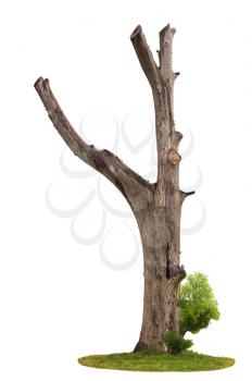 Single old and dead tree and young shoot from one root isolated on white background