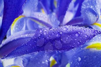 Beautiful blue iris  with drops closeup shot