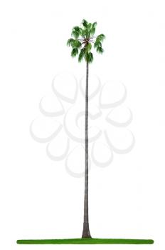 Green beautiful tall palm tree isolated on white background 