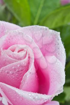 Beautiful pink rose flower on the green natural background with drops.Shallow focus